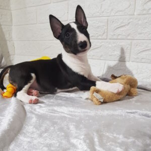Abigail Miniature Bull Terrier