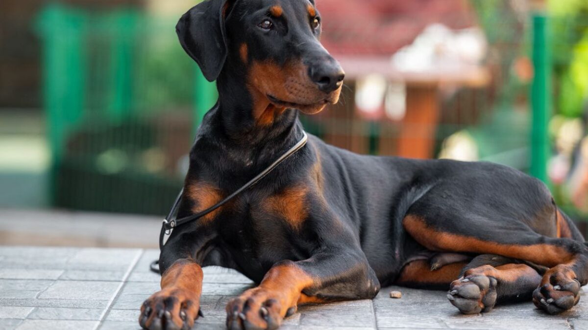 Dog Puppy Medium Sized Doberman Dobermann Dogs And Puppies For Sale