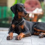 Abram-male-dobermann-puppy-for-sale-1