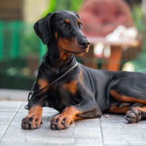 Abram Dobermann