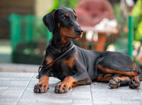 Abram Dobermann