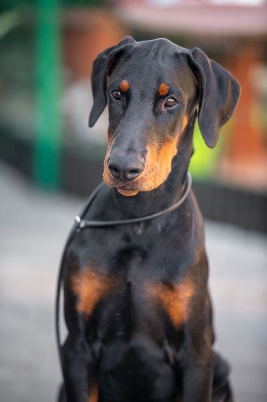 Abram Dobermann