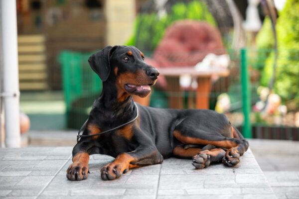 Abram Dobermann