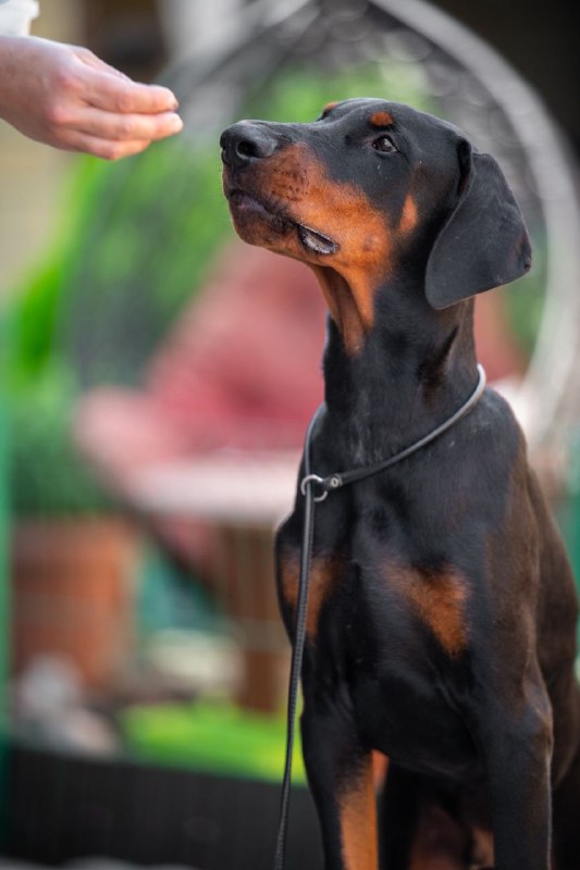 Abram Dobermann