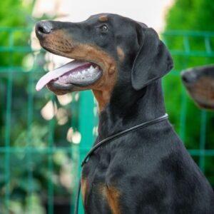 Abram Dobermann