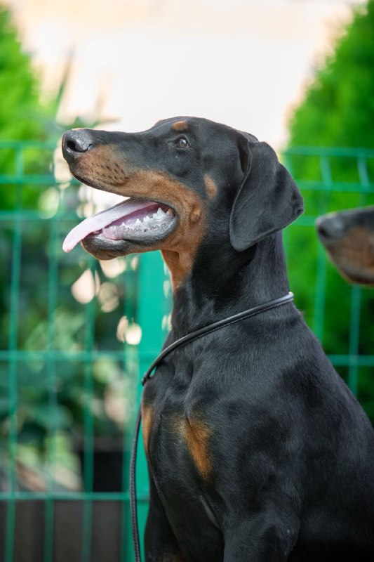 Abram Dobermann
