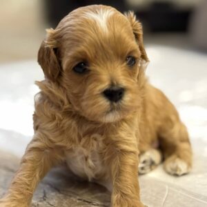 Addis Maltipoo