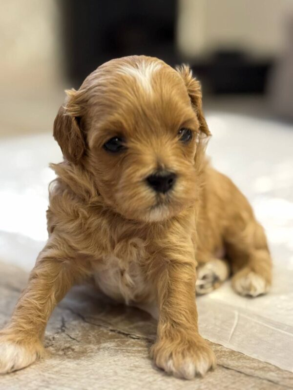 Addis Maltipoo