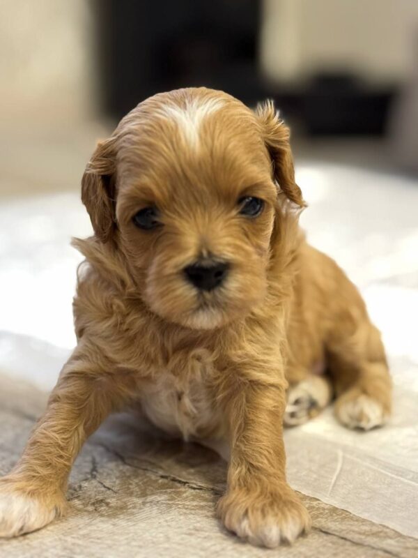 Addis Maltipoo