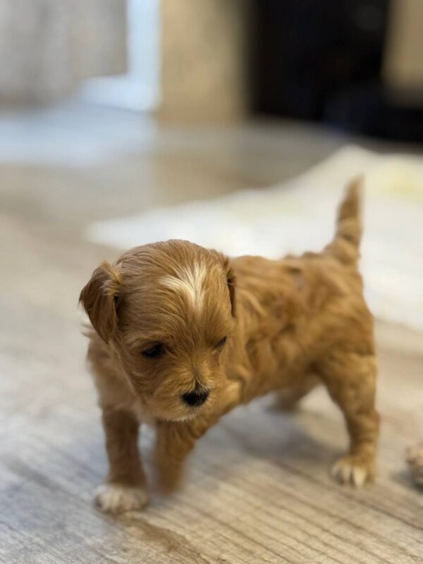 Addis Maltipoo