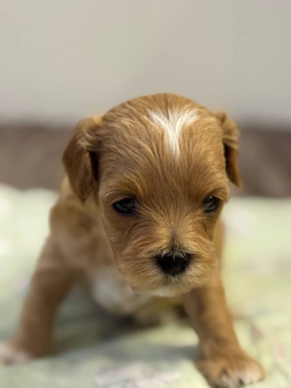 Addis Maltipoo