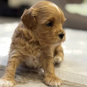 Addis Maltipoo