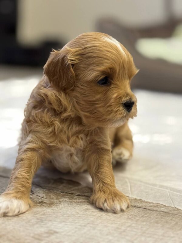 Addis Maltipoo