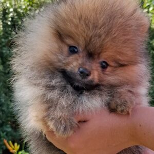 Agatha Pomeranian