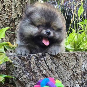 Alana Pomeranian