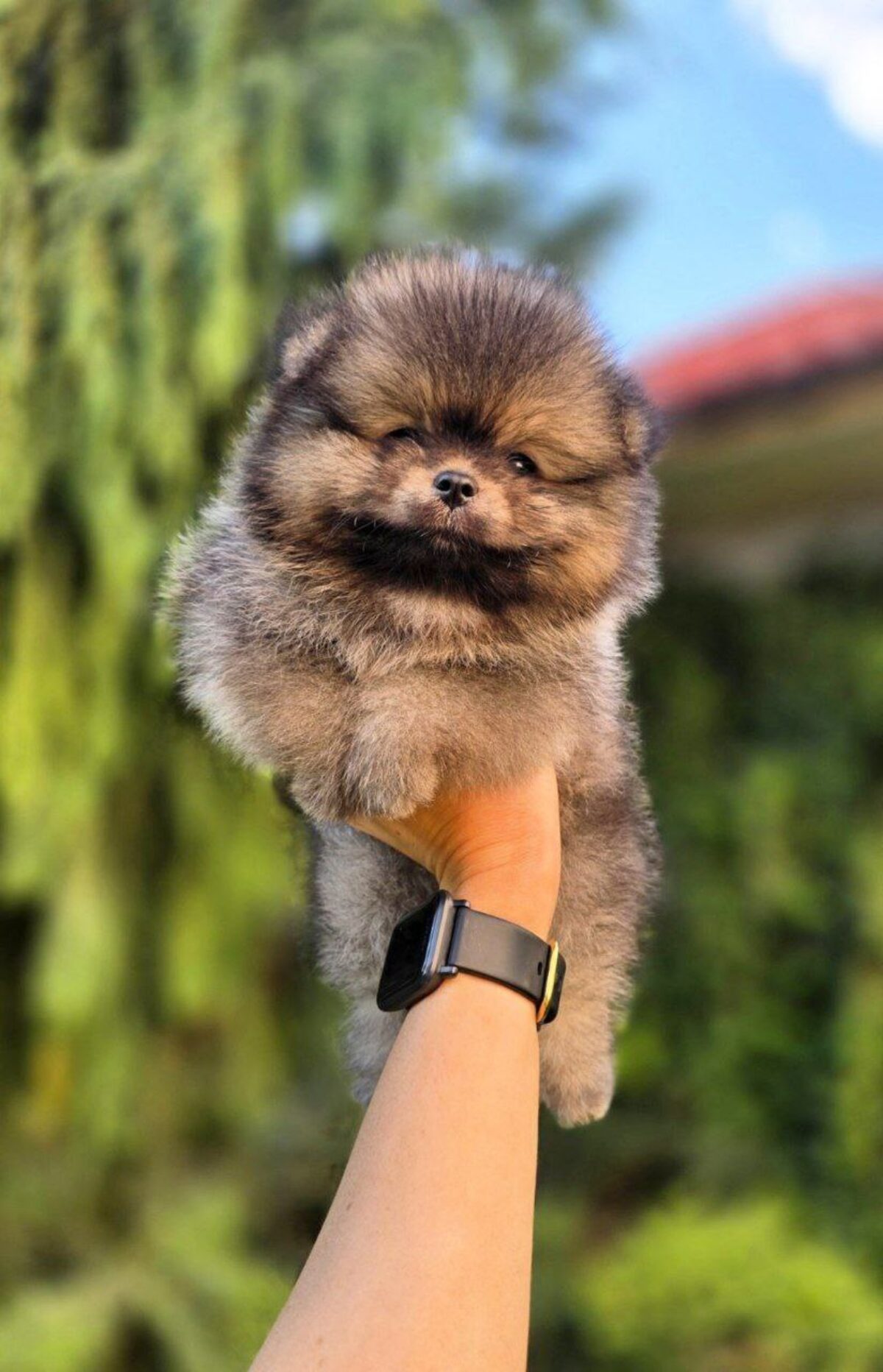 Premier Pups Puppies For Sell Teacup Pomeranian Breeders La Pom