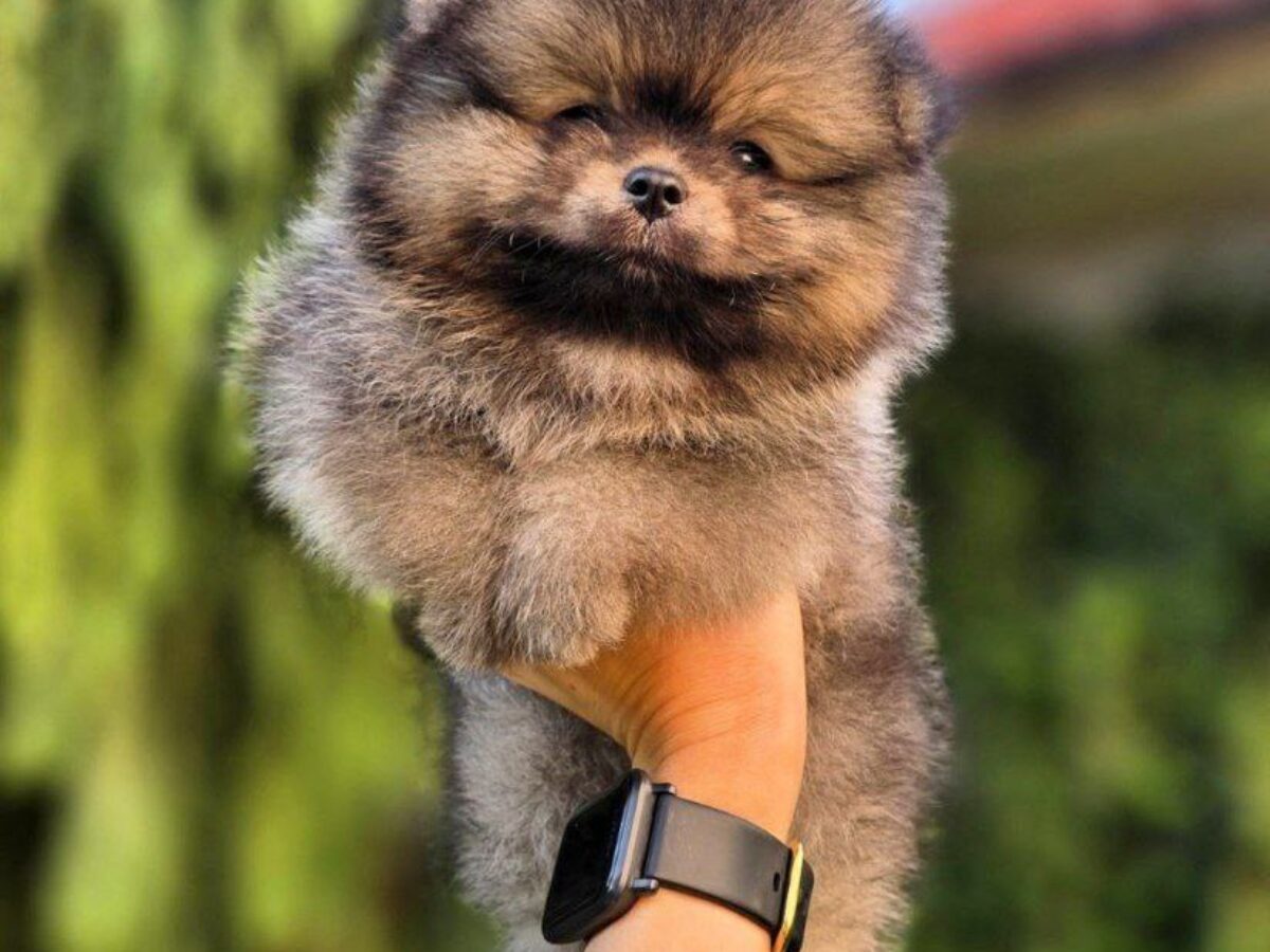 Near Me Looking For Pomeranian Puppies For Sale Teddy Bear