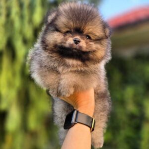 Alana Pomeranian