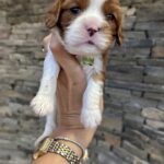 Alfred-male-Cavalier-King-Charles-Spaniel-puppy-for-sale-1