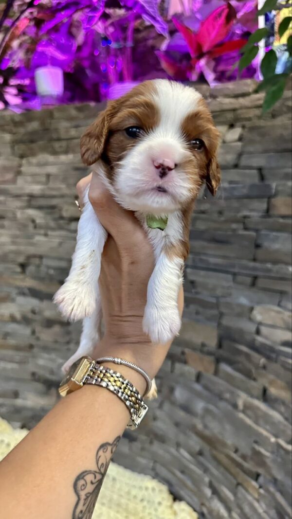 Alfred Cavalier King Charles Spaniel