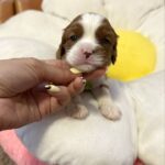 Alfred-male-Cavalier-King-Charles-Spaniel-puppy-for-sale-2