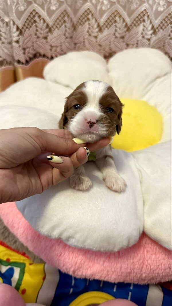Alfred Cavalier King Charles Spaniel