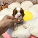Alfred-male-Cavalier-King-Charles-Spaniel-puppy-for-sale-3