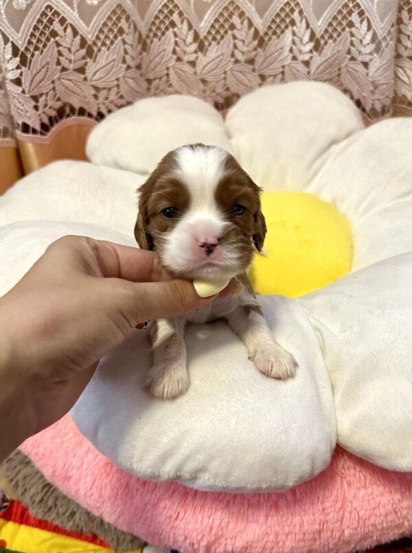Alfred Cavalier King Charles Spaniel