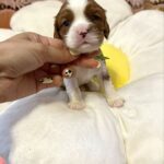 Alfred-male-Cavalier-King-Charles-Spaniel-puppy-for-sale-4