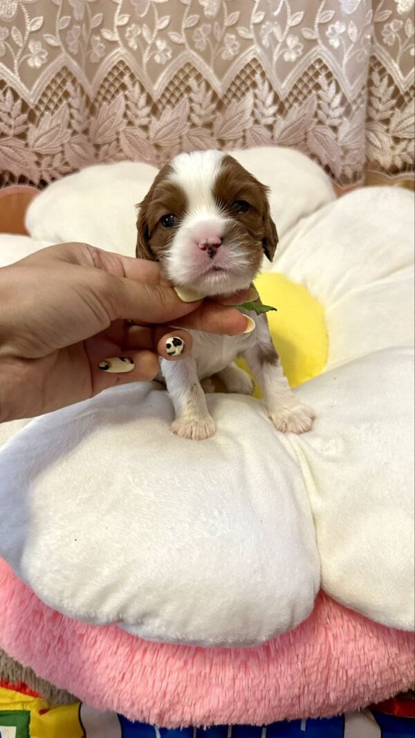 Alfred Cavalier King Charles Spaniel