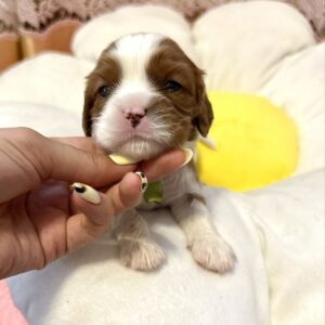 Alfred Cavalier King Charles Spaniel