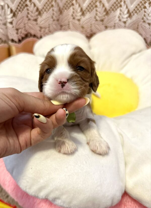 Alfred Cavalier King Charles Spaniel