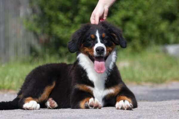Alika Bernese Mountain Dog