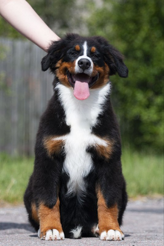 Alika Bernese Mountain Dog