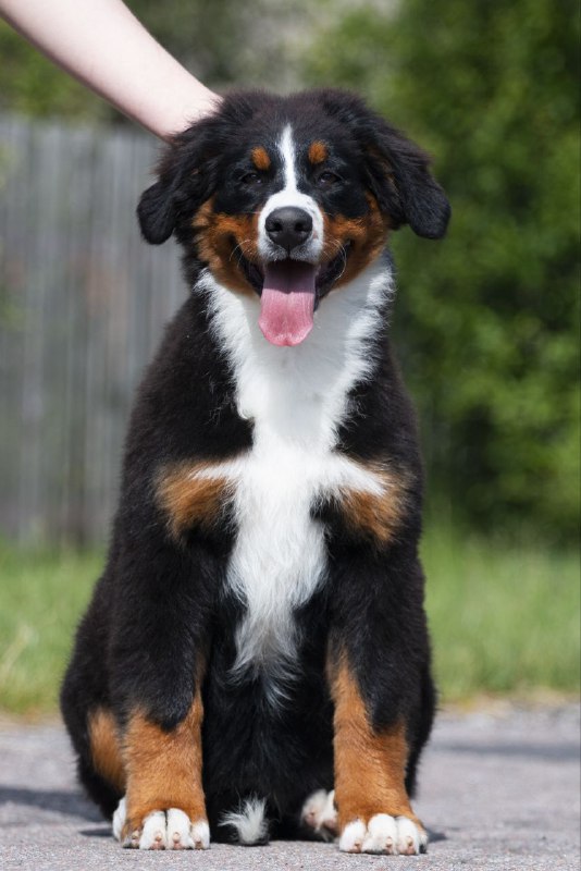 Alika Bernese Mountain Dog