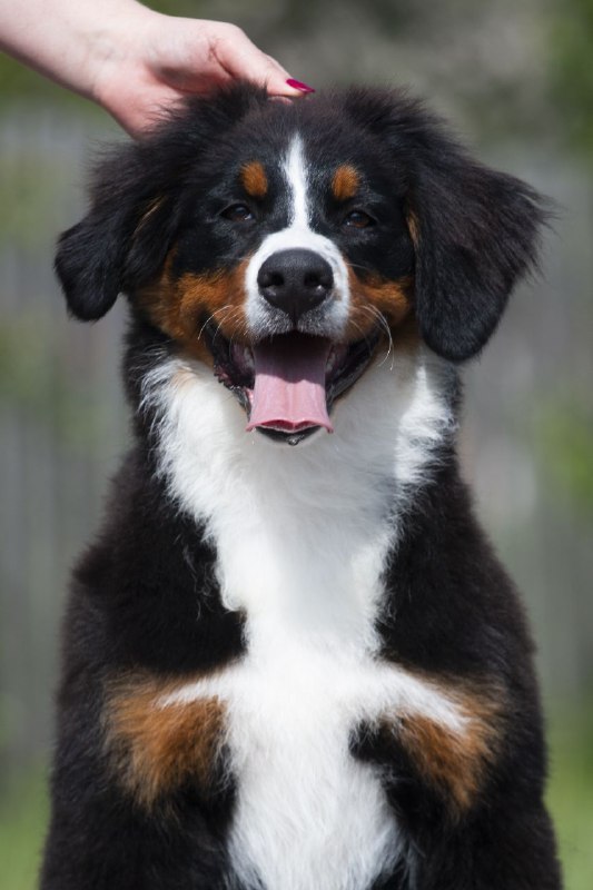 Alika Bernese Mountain Dog