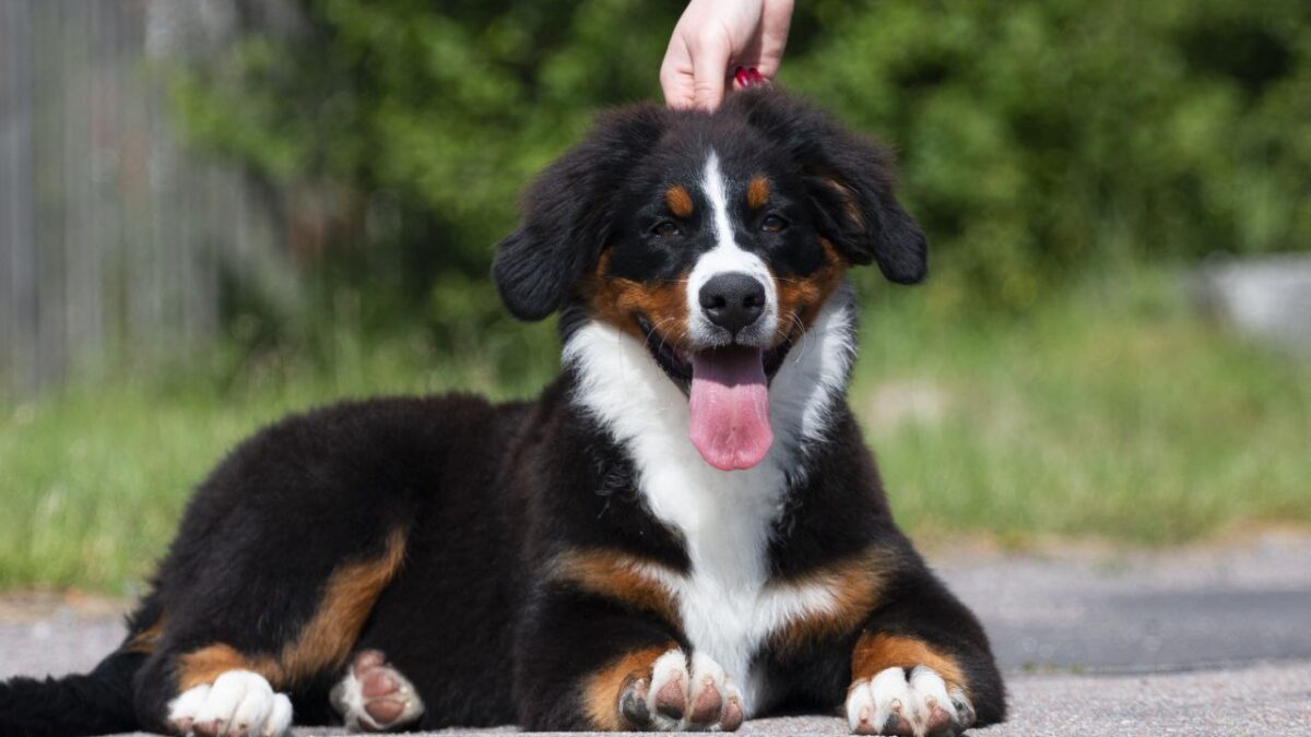 Bernese Mountain Dog Newfoundland Dog Height Newfoundland Cross