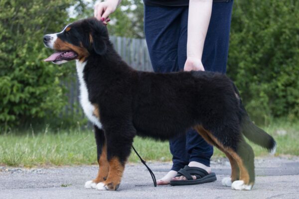 Alika Bernese Mountain Dog