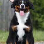 Alika-female-Bernese-Mountain-puppy-for-sale-7