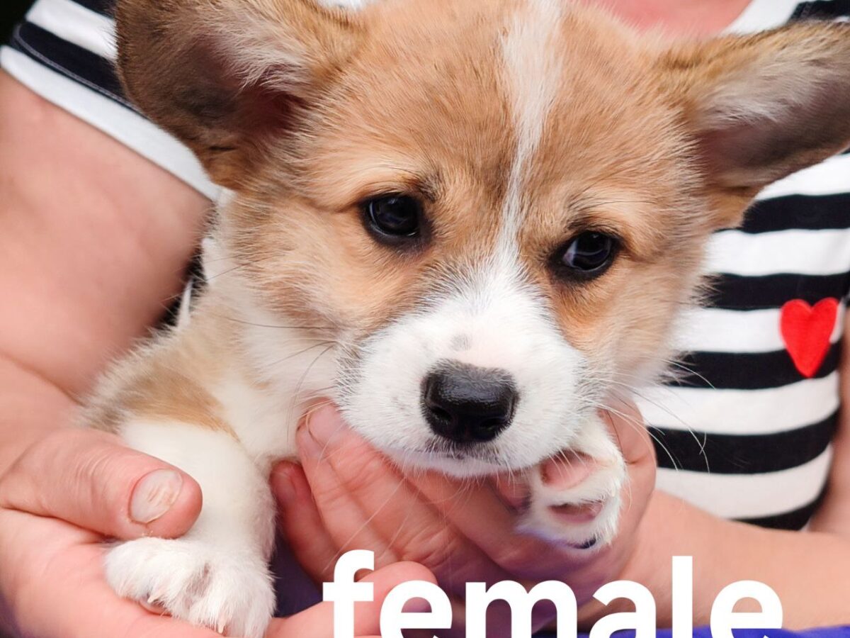 Corgi Mix Corgi Dog Cost Corgi Poodle Mix Hypoallergenic Dogs