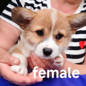 Alira Welsh Corgi