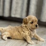 Elga Maltipoo