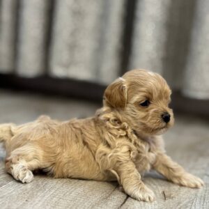 Alisha Maltipoo