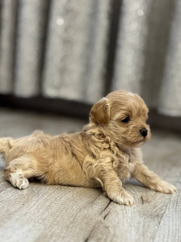 Alisha Maltipoo