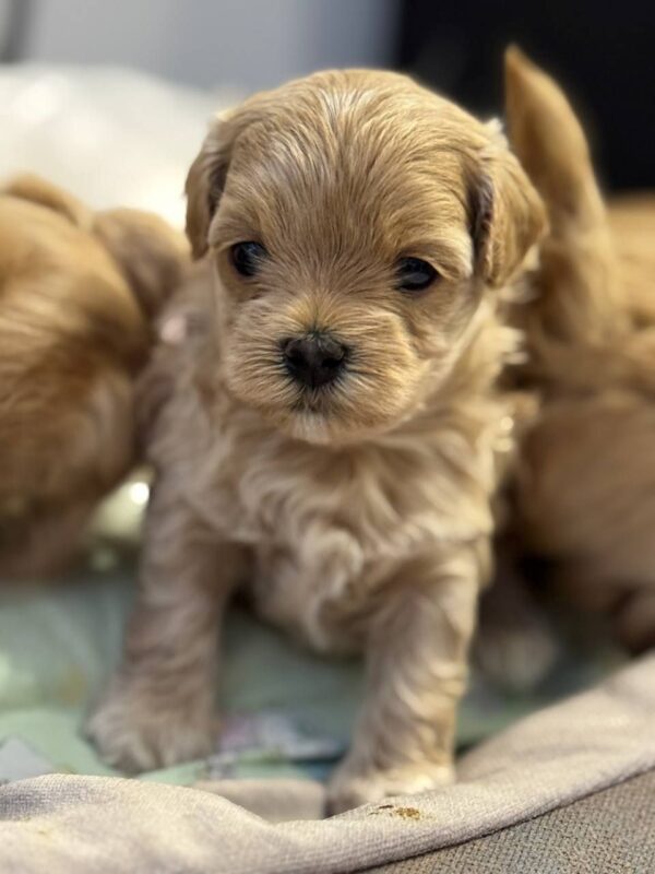 Alisha Maltipoo