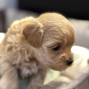 Alisha Maltipoo