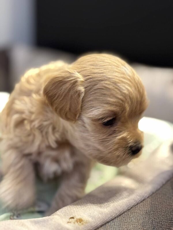 Alisha Maltipoo