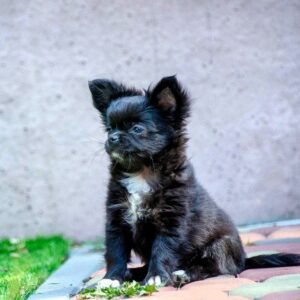 Alisha Chihuahua