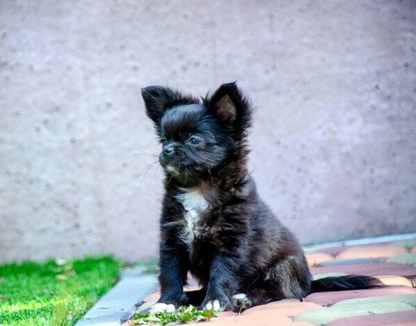 Alisha Chihuahua