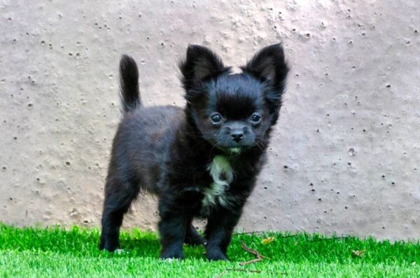 Alisha Chihuahua